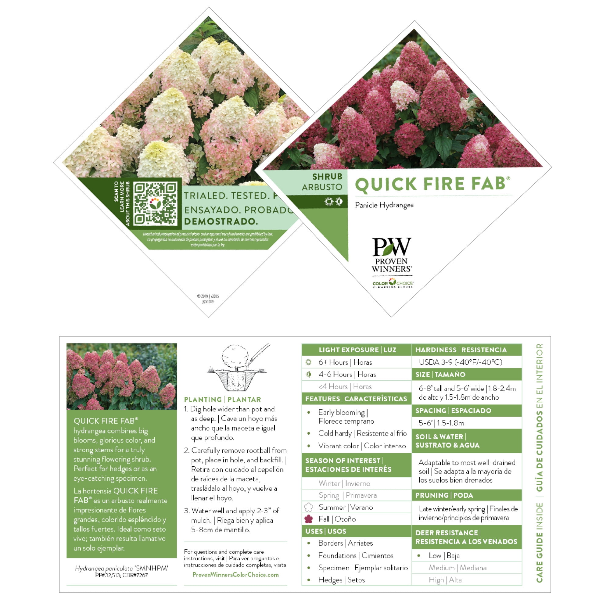 Proven Winners ColorChoice 6" Pink Quick Fire Fab Panicle Hydrangea Live Plant in 7.5" Pot