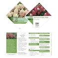 thumbnail image 7 of Proven Winners ColorChoice 5" Pink Quick Fire Fab Panicle Hydrangea Live Plant in 4.5" Pot (4 Count), 7 of 7