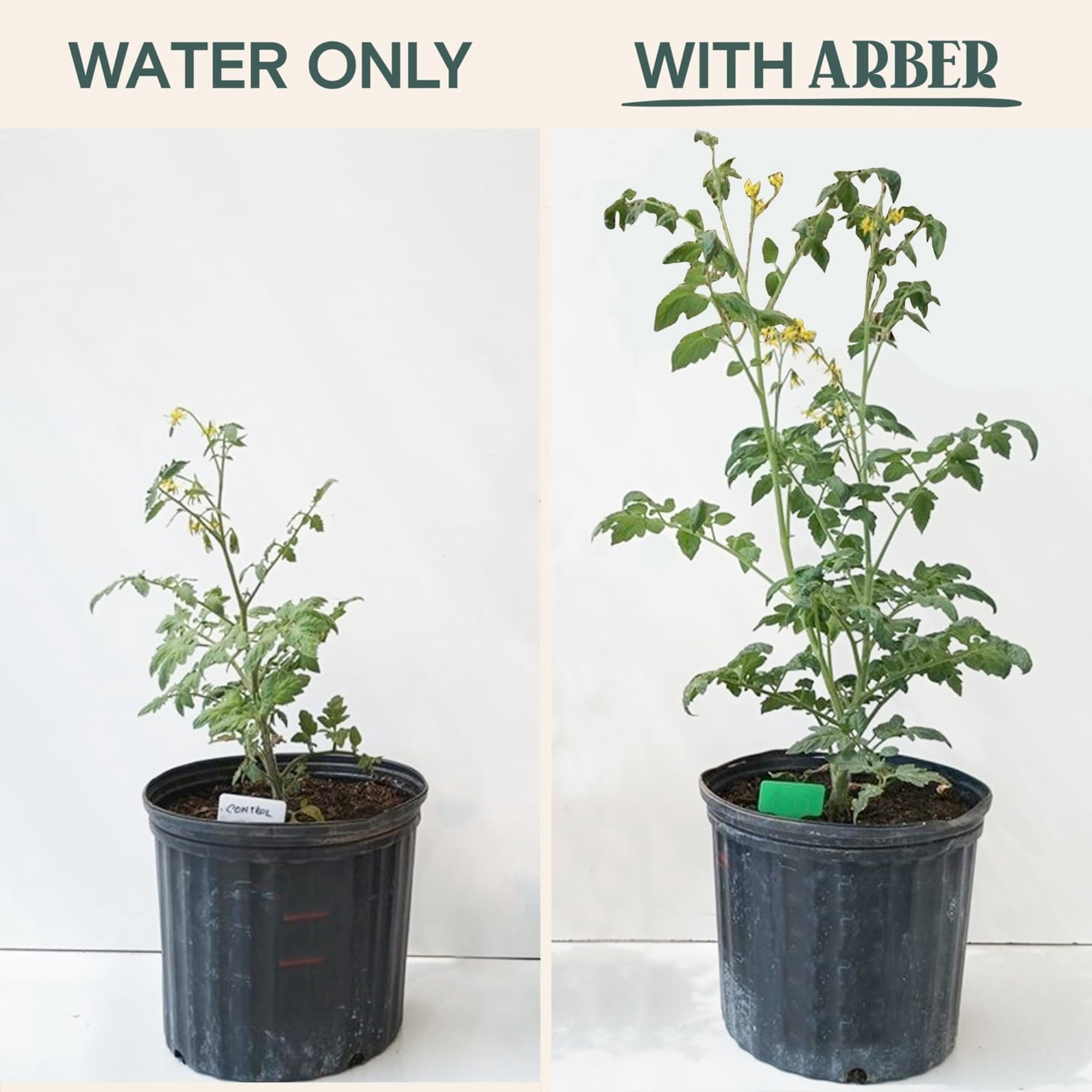 Arber Organic Bio Protectant Liquid Concentrate, 1 Pint - Fertilizer for Boosted Disease Immunity and Increased Harvest Yield