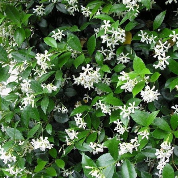 Pixies Gardens Star Jasmine 3 Gallon