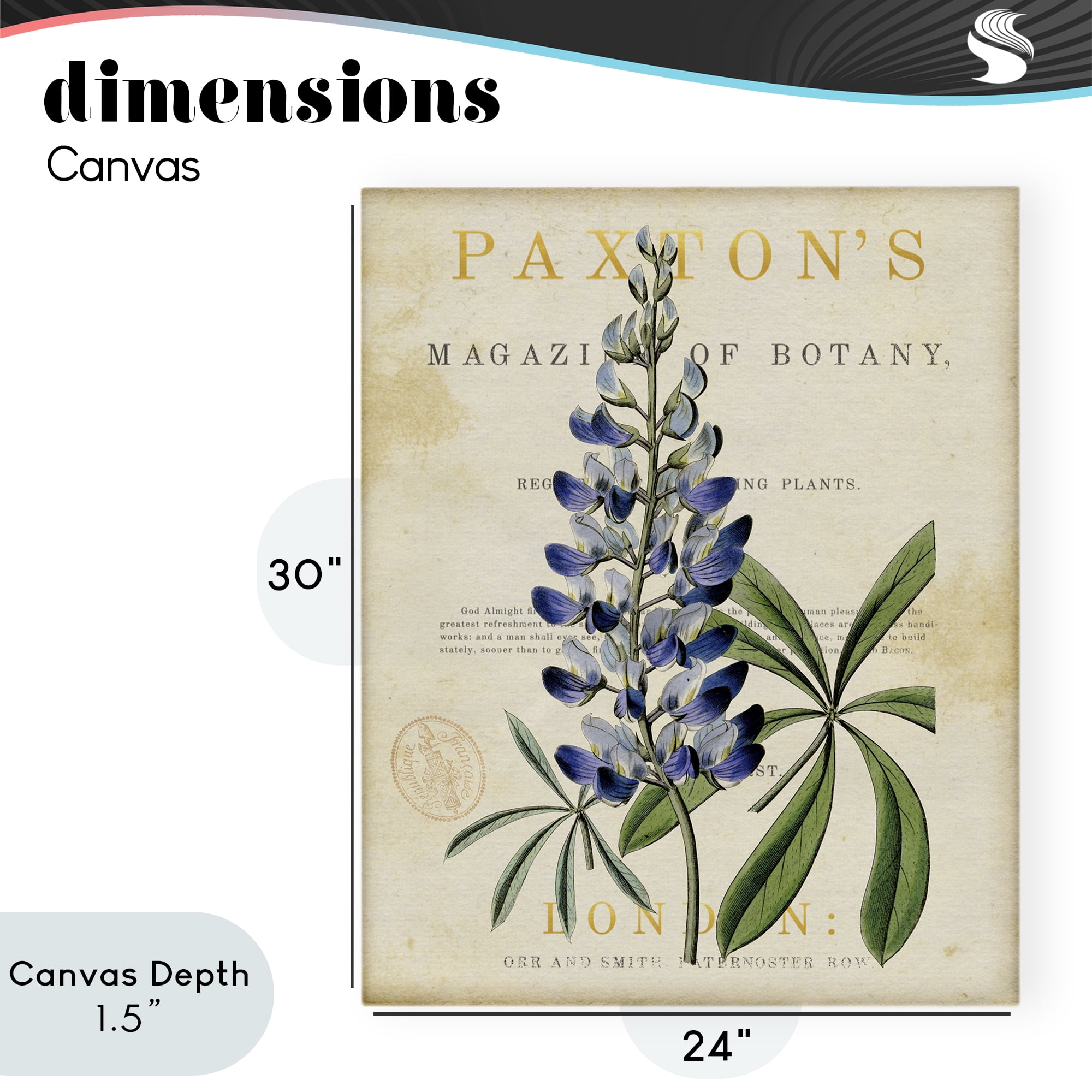 Stupell Industries Natural Botany Lupine Canvas Wall Art, design by Susan Arnot