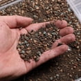 thumbnail image 3 of Succulent and Cactus Soil Potting Mix 2.2 LBS, Bonsai Ready to Use, Fast Draining with Added Nutrients, 3 of 5