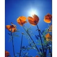 thumbnail image 2 of Talbot Frank, Christopher 20x23 Black Ornate Wood Framed with Double Matting Museum Art Print Titled - California, Suns rays though a California Poppy, 2 of 4