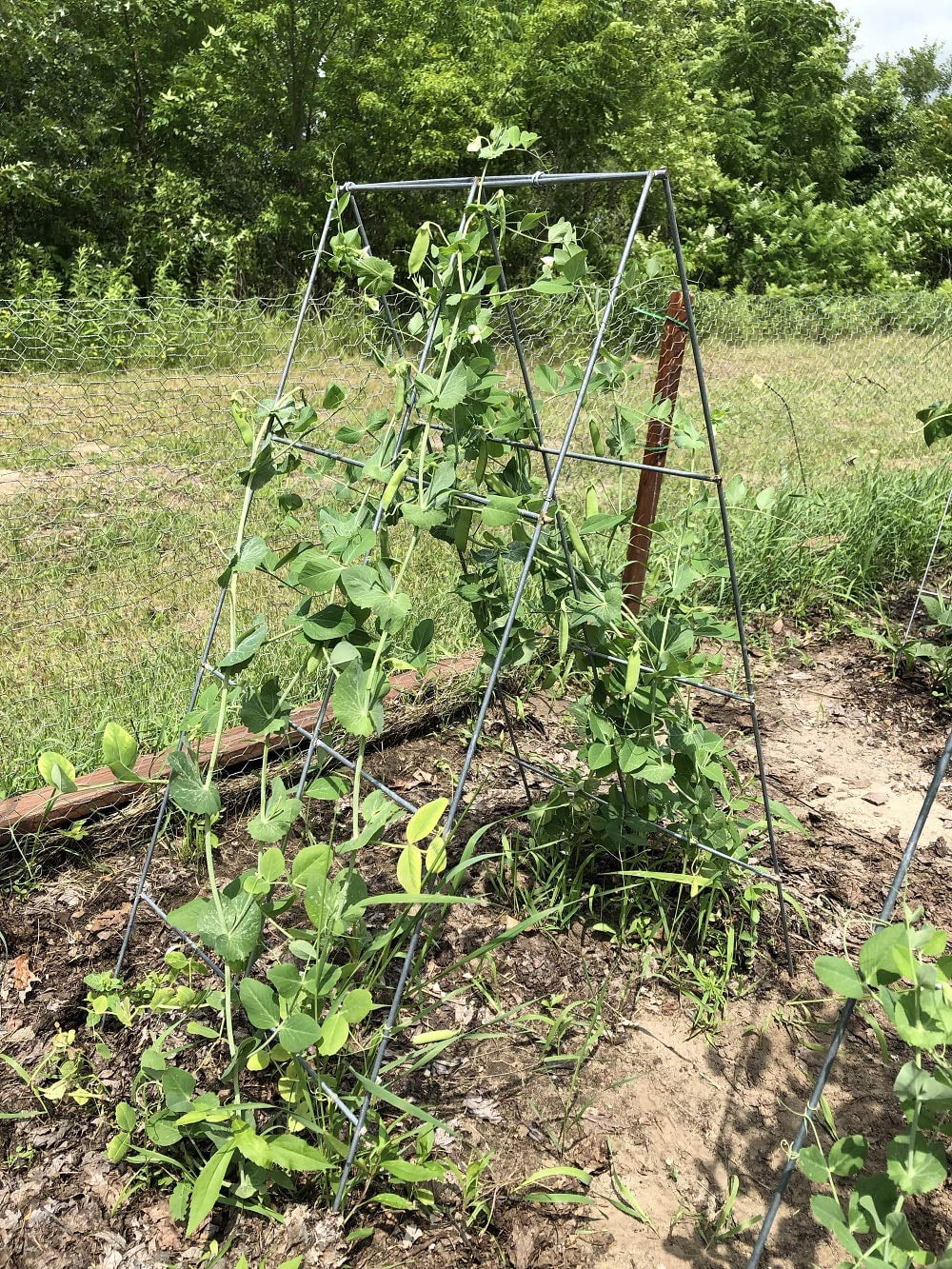 Glamos Wire 42 inch Steel A-Frame Vegetable and Plants Plant Support Grow Though Grid 5 Pack