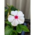 thumbnail image 3 of Seedville 100 Bright Eyes Periwinkle Flower Seed, Deer Resistant, 3 of 10