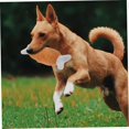 thumbnail image 5 of Dog toy plush with squeaker interactive chew toy shaped like a chicken leg for small dogs and cats promotes dental care and engagement, 5 of 5