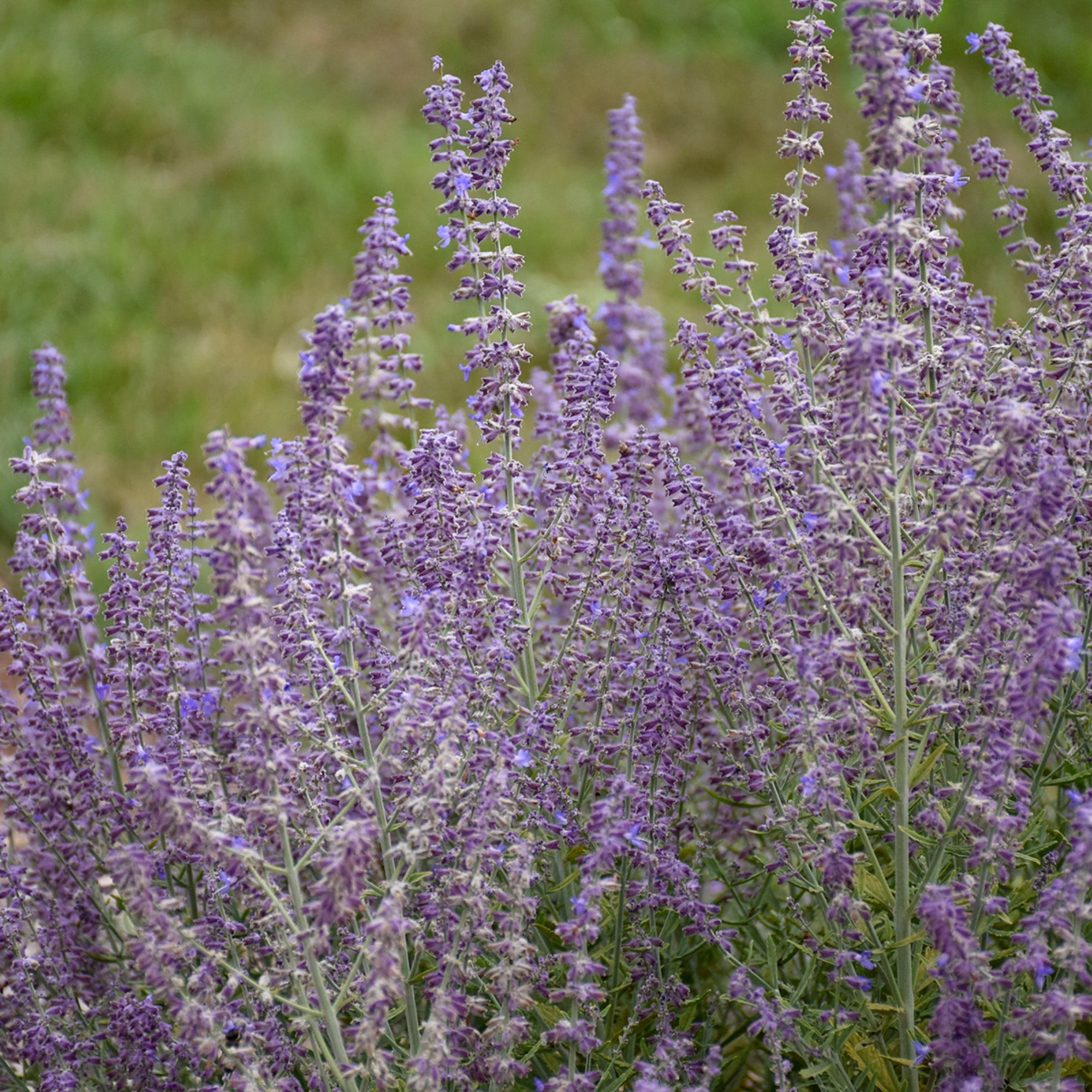 Proven Winners 6" Purple 'Sage Advice' Russian Sage Live Plant in 6.5" Pot