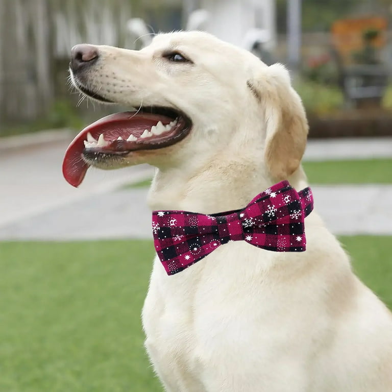 Holiday dog collar 2024 with bow tie