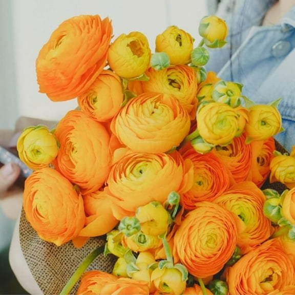 Ranunculus Flower Bulbs for Growing - Perennial Flowers with Extended Bloom Times - Ranunculus Corms for Planting (10 Orange Corms)