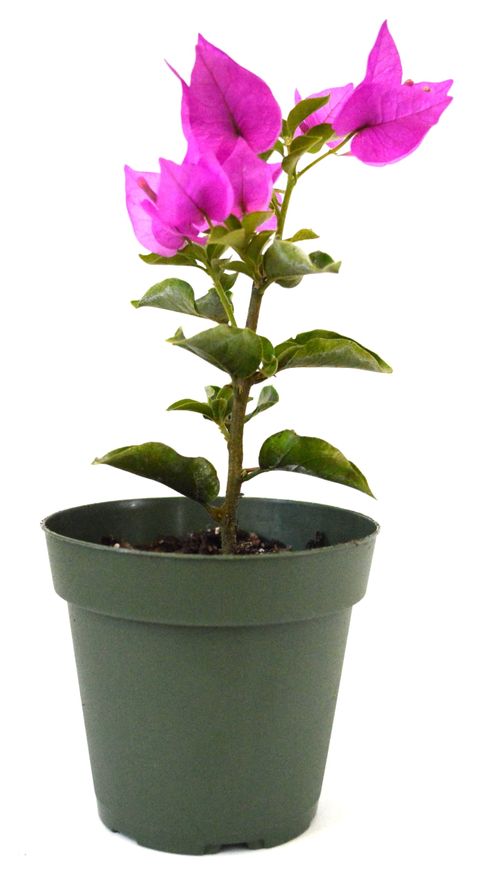 9GreenBox - Royal Purple Bougainvillea Plant -Indoors/Out or Bonsai - 4' Pot