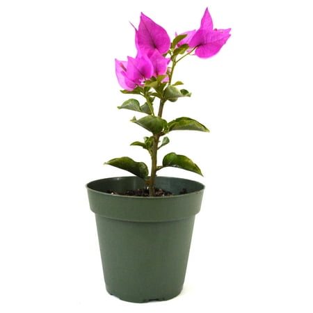 9GreenBox - Royal Purple Bougainvillea Plant -Indoors/Out or Bonsai - 4