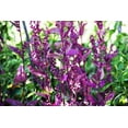 thumbnail image 2 of 150 TRIPLE PURPLE ORACH Mountain Spinach Atriplex Hortensis Leaf Vegetable Purple Greens Seeds, 2 of 3