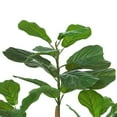 thumbnail image 5 of Artificial Fiddle Leaf Fig Plant in Planter (Set of 2), 5 of 8