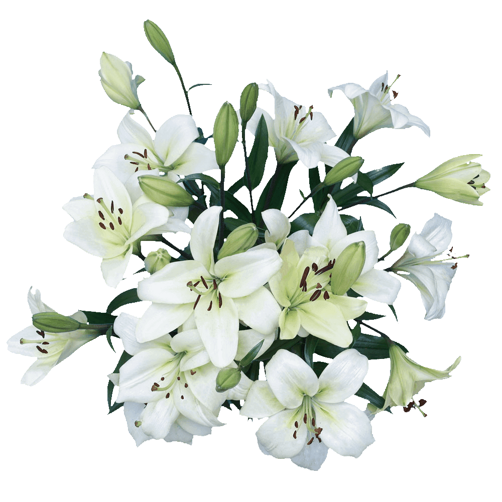 28 Blooms of White Color Asiatic Lilies 8 Stems Beautiful Fresh Cut