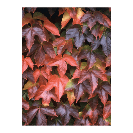 Boston Ivy Plant - Parthenocissus ticuspidata Veitchii - 2.5" Pot