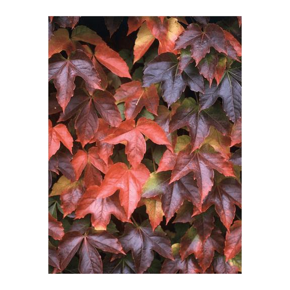 Boston Ivy Plant - Parthenocissus ticuspidata Veitchii - 2.5" Pot