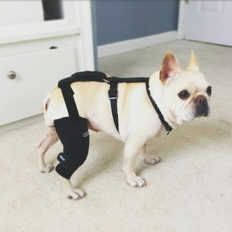 Walkabout dog knee brace sale