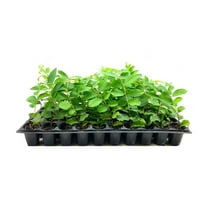 Crape Myrtle Natchez 20 Live Plants Lagerstroemia Indica Beautiful Low Maintenance White Blooming Flowering Tree