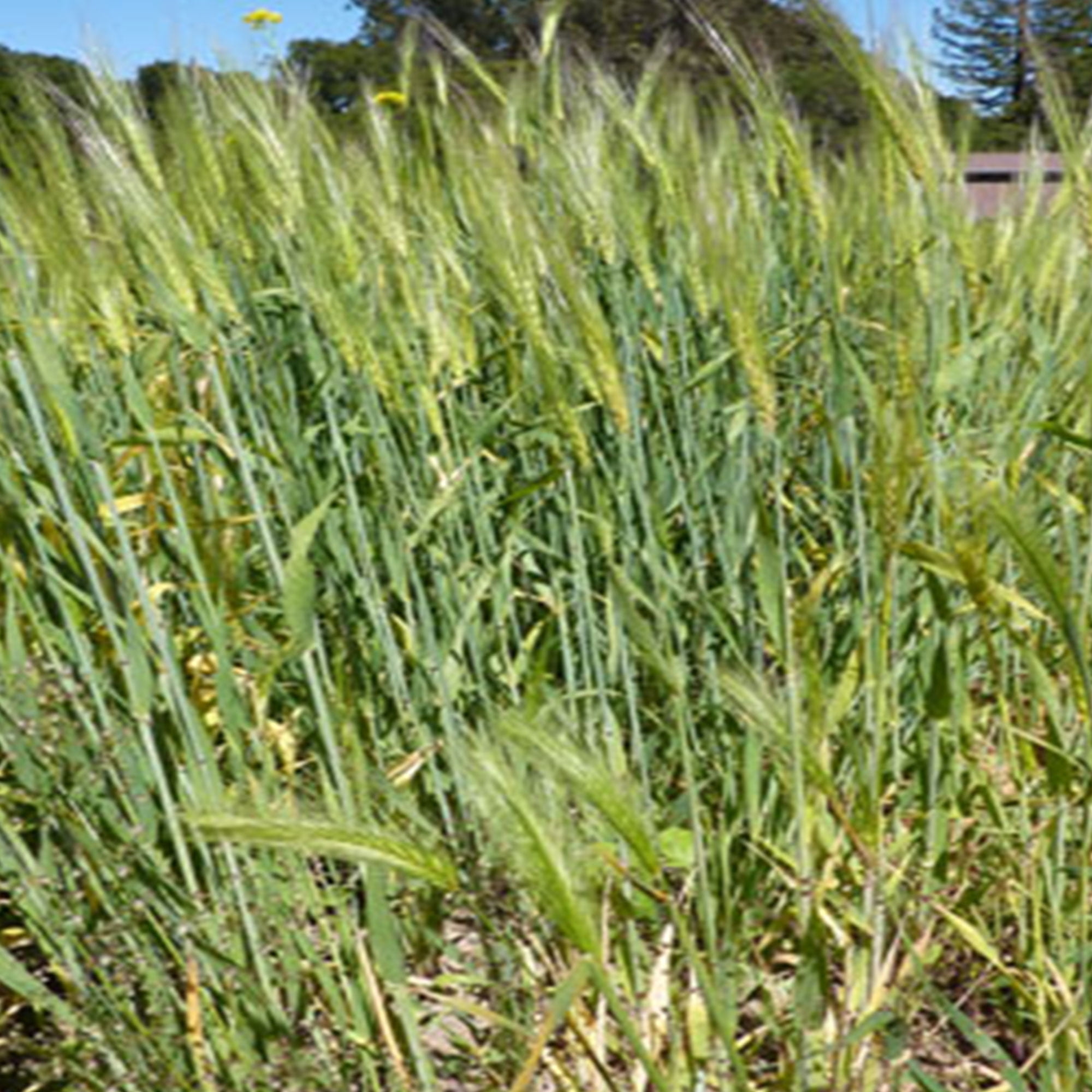 Gujar Khan Barley 3 Grams 50 Seeds Rare Cultivar NonGMO, Open