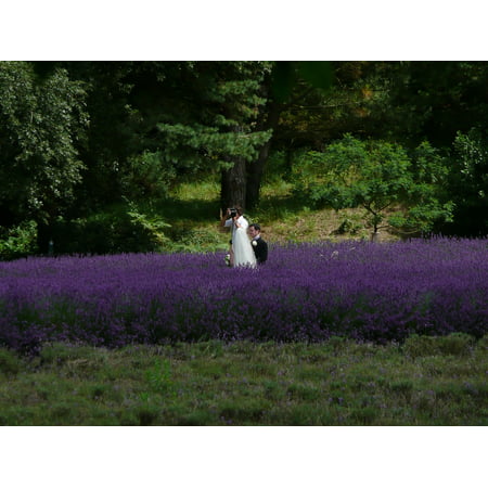 Canvas Print Photographer Violet Wedding Lavender Flowers Bed Stretched Canvas 10 x