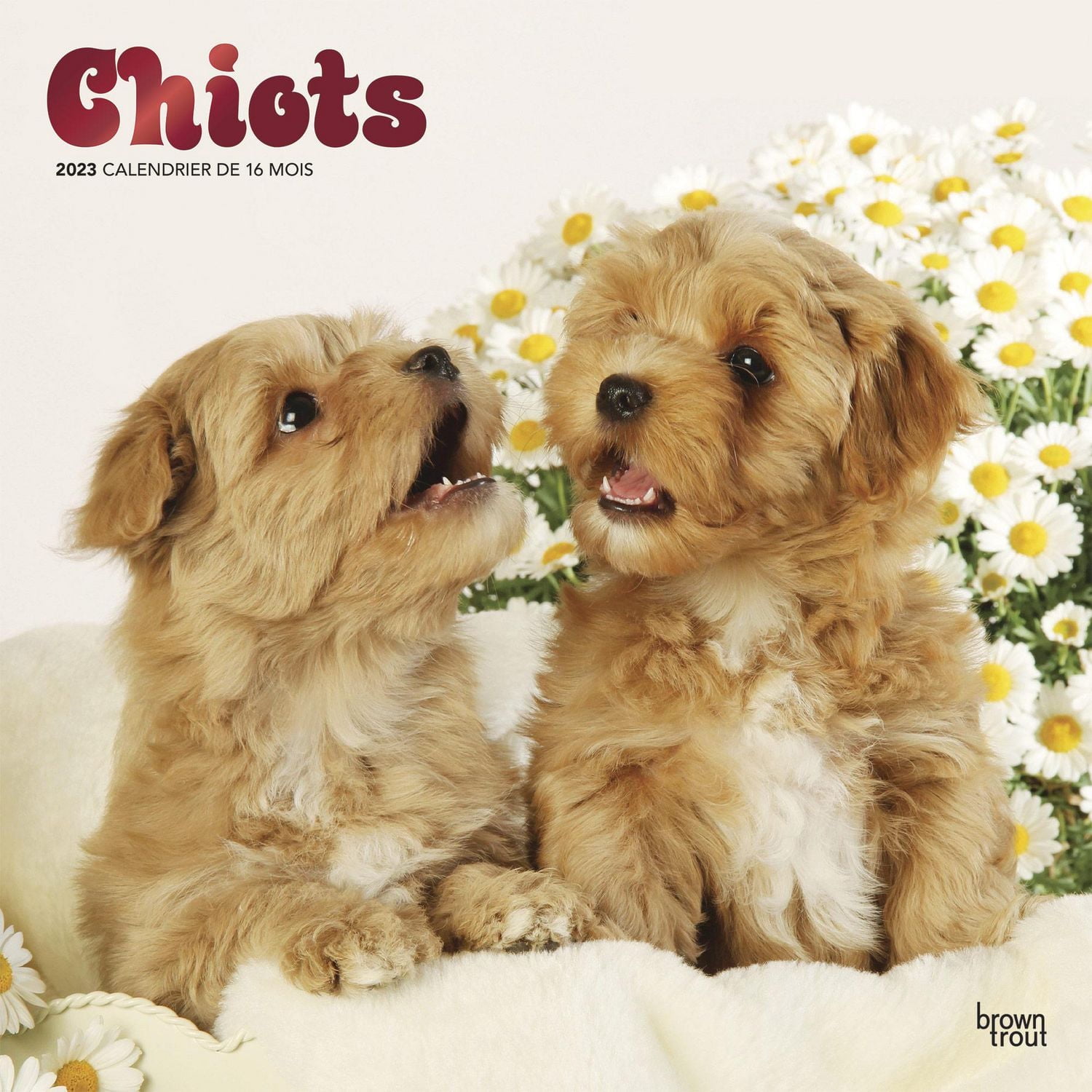 Chiots | 2023 12x24 Inch Square Wall Calendar