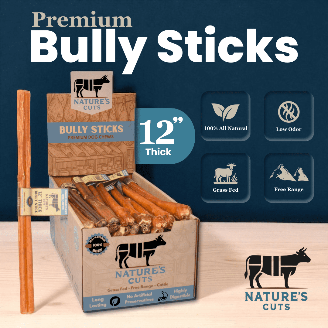 12" Thick Bully Sticks Display Box (40 ct) with Individual UPC Tags - 100% All Natural Beef