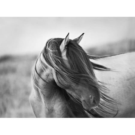 Tony Gwynn Autographed Photo - Fierce Grace Black and White Horse Photo Print Wall Art By Tony Stromberg