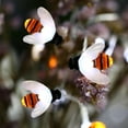 thumbnail image 3 of LINLIN Honeybee String Lights,LED Bee Shaped Fairy Lights,Battery Operated Bright Flash Bee String Light Garden Party Decoration Lighting, 3 of 7