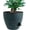 Black With Green Speckles, variant on NGD Self Watering Pots, Plastic Planters, 12 inch Large with 60oZ Removable Deep Reservoir and Multi Mesh Drainage Holes for Indoor Outdoor Garden Plants and Flowers, Black
