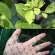 thumbnail image 5 of Esgrima Para Plantas De Jardín, Red De Protección Contra Pájaros Para El Jardín Del Hogar Minnieouse HA042524-01, 5 of 6