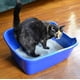 thumbnail image 3 of Arenero para Gato Van Ness Colores Surtidos con Paredes Altas, 3 of 4