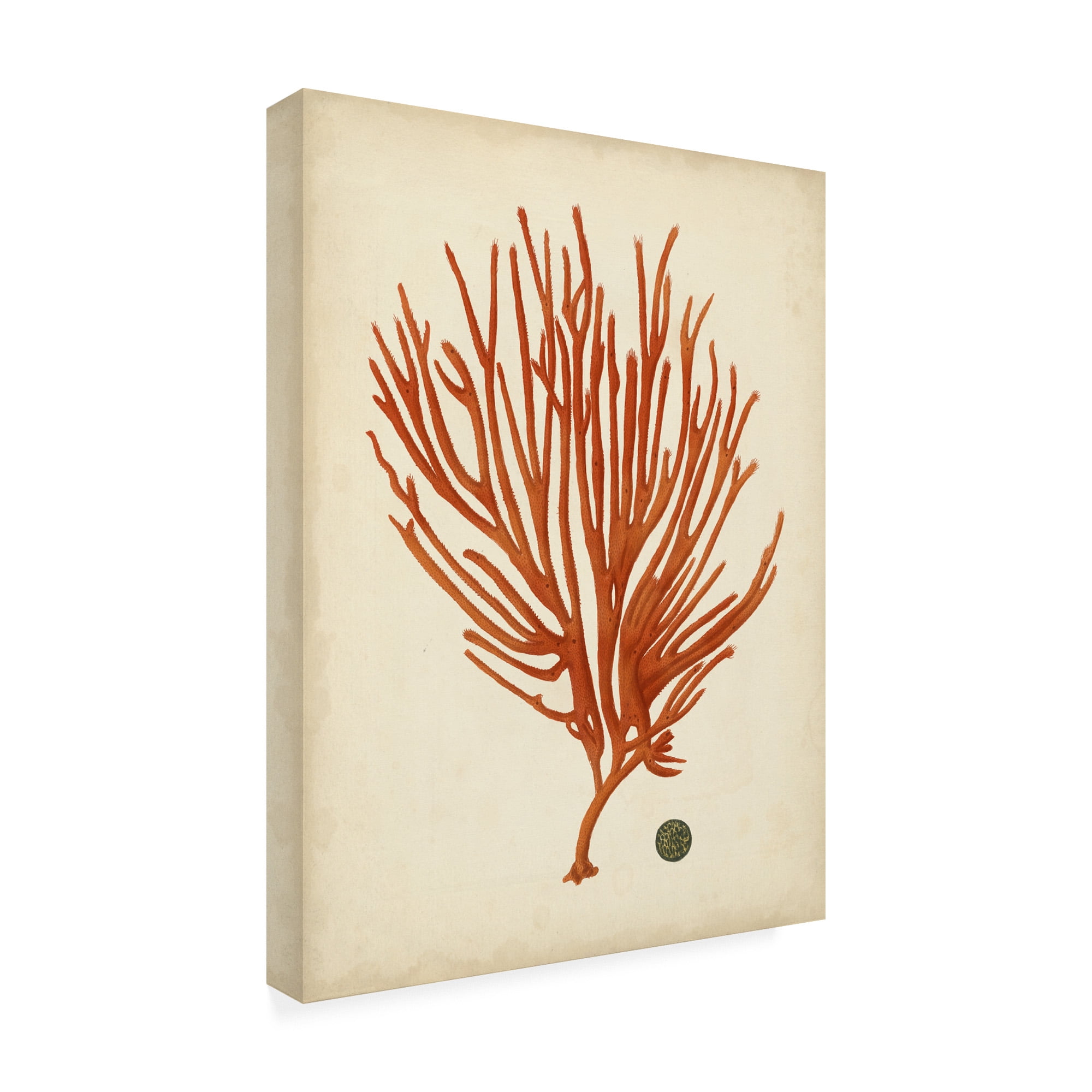 Trademark Fine Art 'Antique Red Coral IV' Canvas Art by Vision Studio