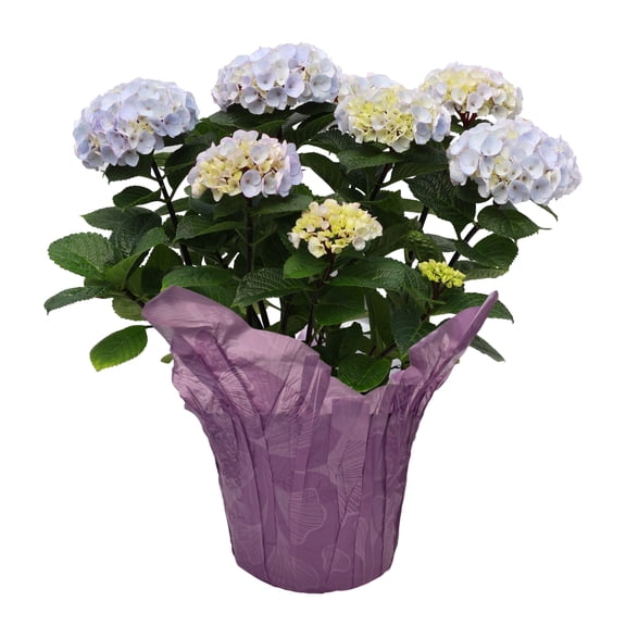 Gifts in Bloom 8-Inch Assorted Mother's Day Hydrangea Live Plant with Decorative Pot, Colors Vary