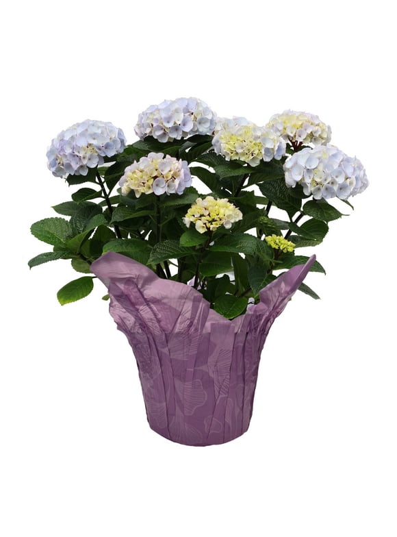 Better Homes & Gardens 8-Inch Assorted Mother's Day Hydrangea Live Plant with Decorative Pot, Colors Vary