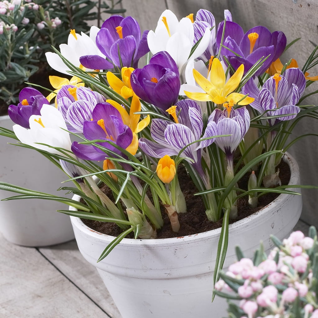 Van Zyverden Crocus Large Flowering Blend for Containers Set of 25 Bulbs Mixed Part Sun