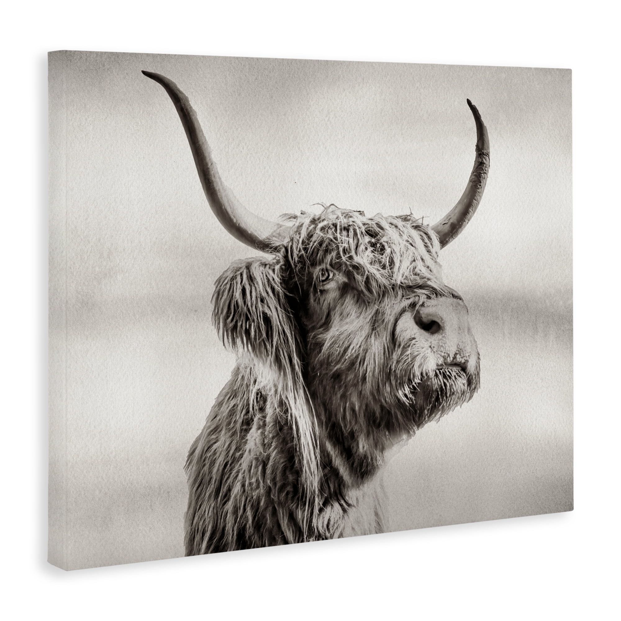 Stupell Industries Horned Highland Cow Gazing Canvas Wall Art, design by Julia Frost