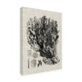 thumbnail image 2 of Trademark Fine Art 'Coral Specimen V' Canvas Art by Vision Studio, 2 of 4