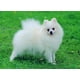thumbnail image 3 of Bordado de diamantes redondos y cuadrados, animales de perro Spitz, bricolaje, pintura de diamante 5D, punto de cruz, diamantes de imitación, decoración del hogar, FS6607, 3 of 5