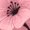 Rose Red-1, variant on UNISHE Women's Pink Floral with Black Leaves Art Print V-Neck Sleeveless T-Shirt Casual Breathable Summer Tank Top