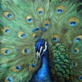 thumbnail image 2 of Tre Sorelle Studios 20x20 White Modern Wood Framed Museum Art Print Titled - Painted Peacock, 2 of 4