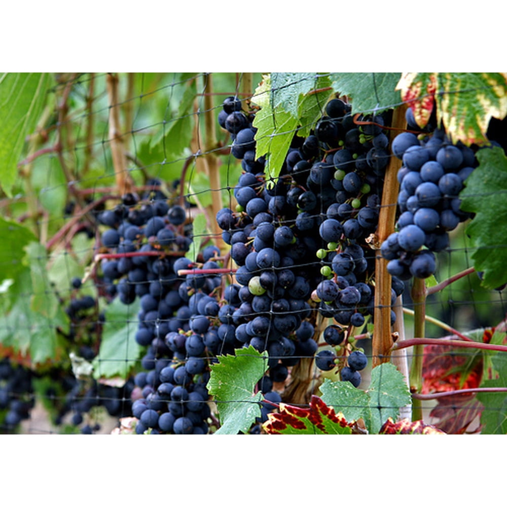 Concord Blue Grape Vine Plant Jams & Jellies! 4" Pot