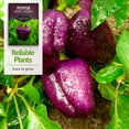thumbnail image 4 of 5 Packs Purple Beauty Pepper Seeds - Non-GMO Heirloom Annual Full Sun, 4 of 6