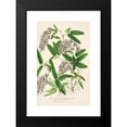 thumbnail image 2 of Charles Antoine Lemaire 13x18 Black Modern Framed Museum Art Print Titled - Hardenbergia Makoyana (Hybrida) (1854-1896), 2 of 5