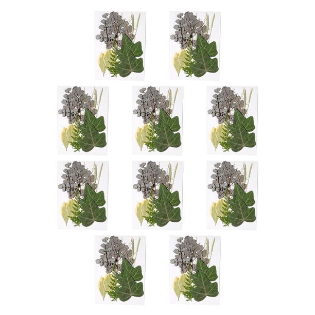Naiovety Hoja seca natural Artesanía en relieve hecha a mano Hojas prensadas Suministros de decoración de belleza Postal presenta Hoja verde 8 Type1 NO1