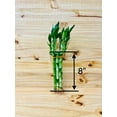 thumbnail image 5 of 8&rdquo; Lucky Bamboo Plants 5 Stem Arrangements, 5 of 6