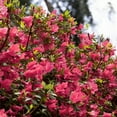 thumbnail image 5 of Hino-Crimson (Hybrid) Azalea – Live Evergreen Flowering Shrubs with Red Blooms, 3 Gallon Potted, Set of 2, 5 of 6