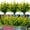 Yellow, variant on Artificial Flowers for Outdoor Plants 6 Bundles Fake Lavender Plastic Faux Monkey Grass for Verandah Window Garden Office Patio Front Porch UV Resistant for Planter