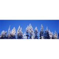 thumbnail image 1 of USA  Oregon  pine trees  winter Poster Print by  - 36 x 12, 1 of 1