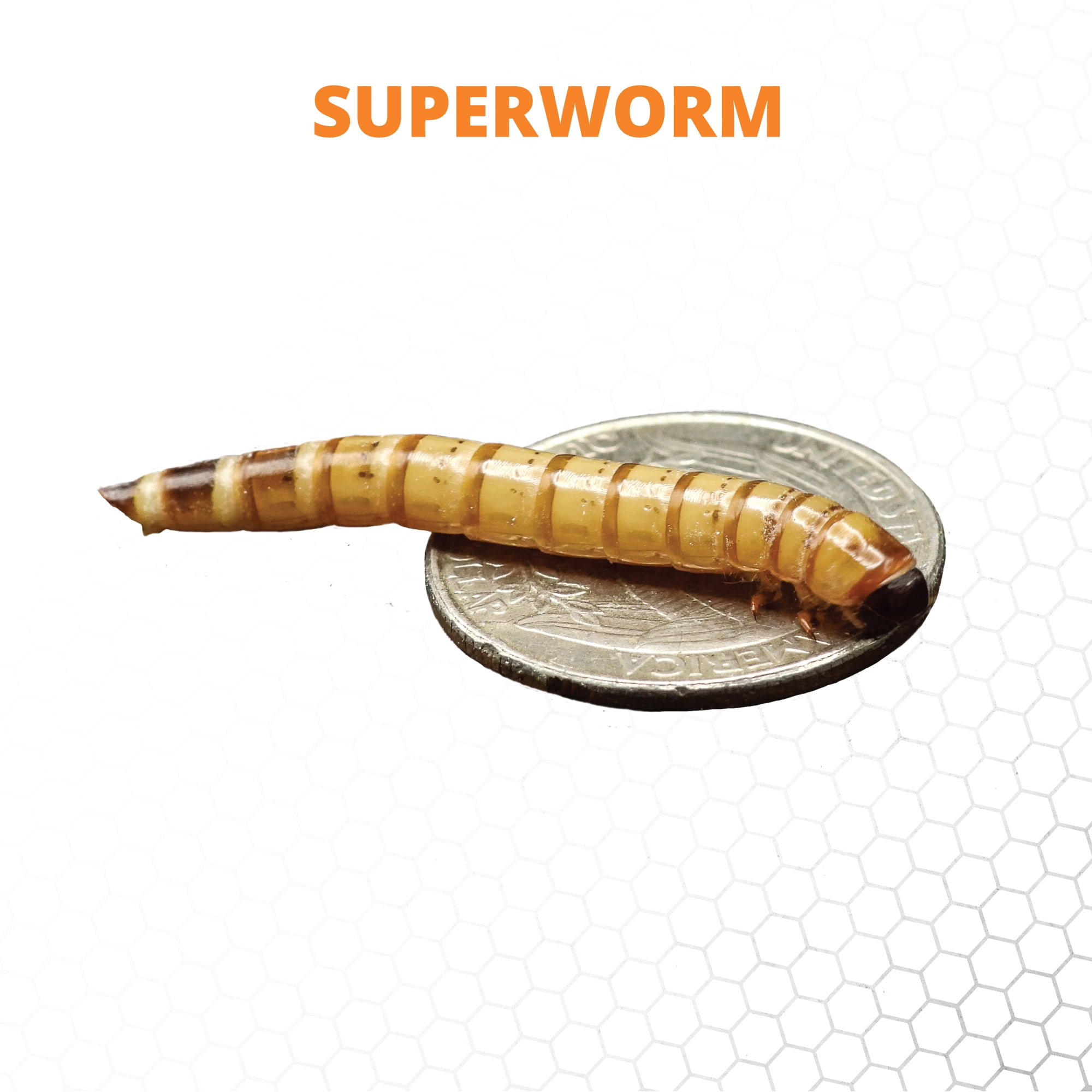 Mack's Natural Reptile Food 1 x Cup of 25 Large Superworms