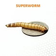 thumbnail image 5 of Mack's Natural Reptile Food 1 x Cup of 50 Large Superworms, 5 of 6
